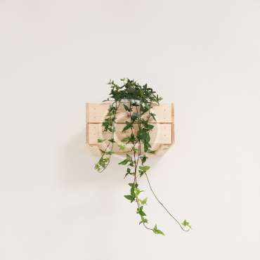 Box Plant